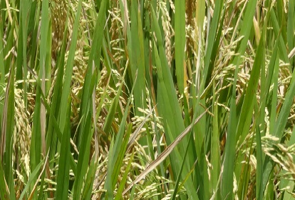 ricefield