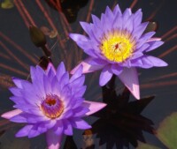 Ubud Pantai Mas 719 Ubud Pantai Mas 719